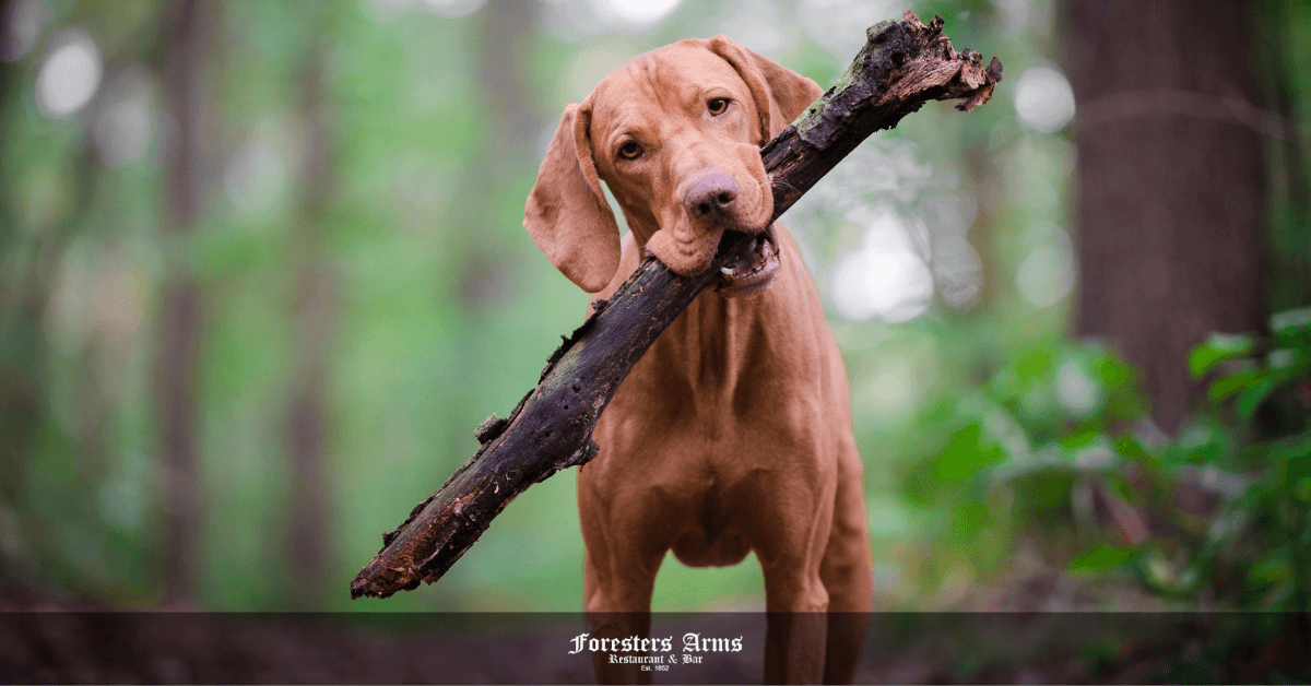 dog friendly restaurants near me: Dog with a stick