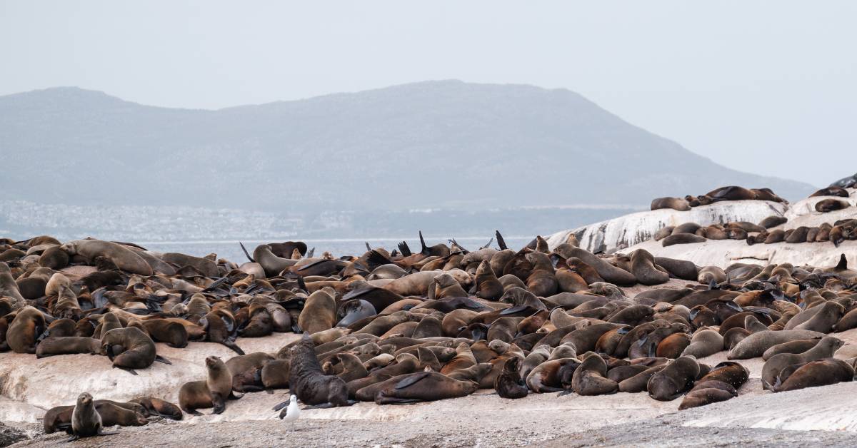 Hidden Gems - Seal Island