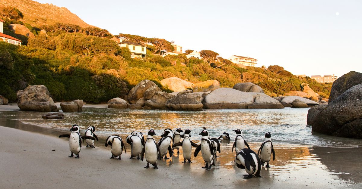 Group of penguins standing on the sand at Boulders Beach in Cape Town 