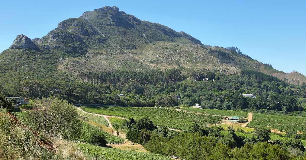 View of constantia nek and the vineyards