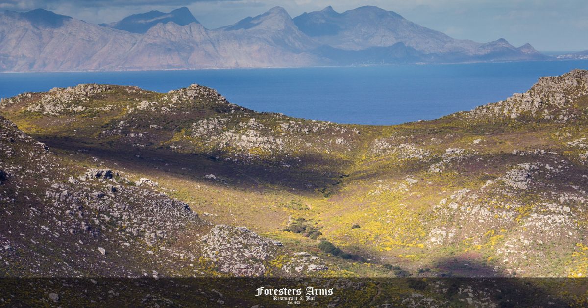 silvermine nature reserve feature image