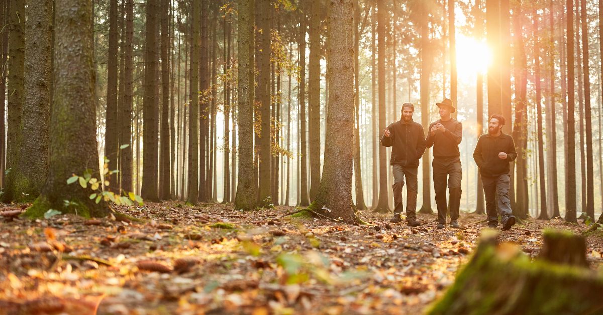 Three friends walking in a forest with the sun beaming through the trees