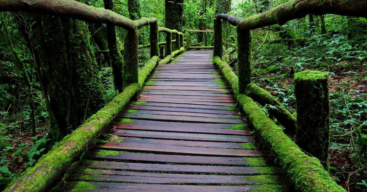newlands forest hiking trail - Bridge with green moss over it