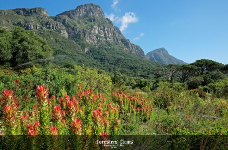 kirstenbosch gardens feature image