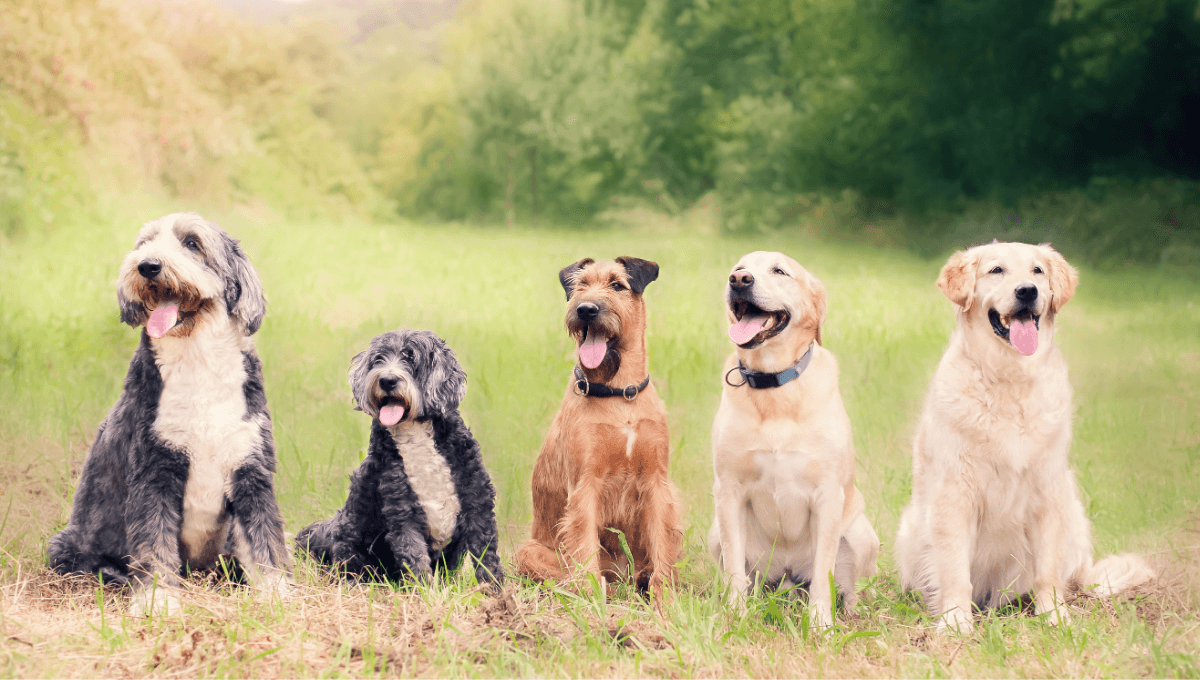 Happy dogs after a walk in Cape Toen