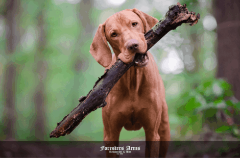 forest walks that are dog friendly in Cape Town