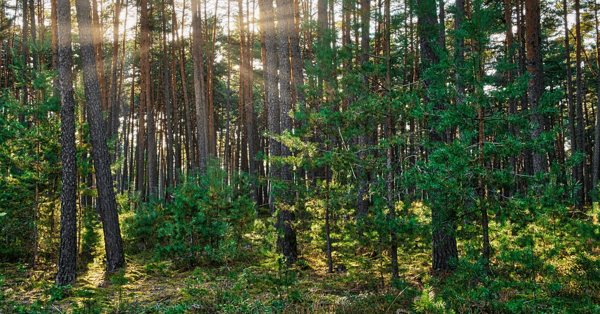 Light filtering through the pine trees at Newlands forest 