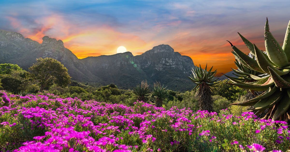 best sunset in cape town - Kirstenbosch Gardens