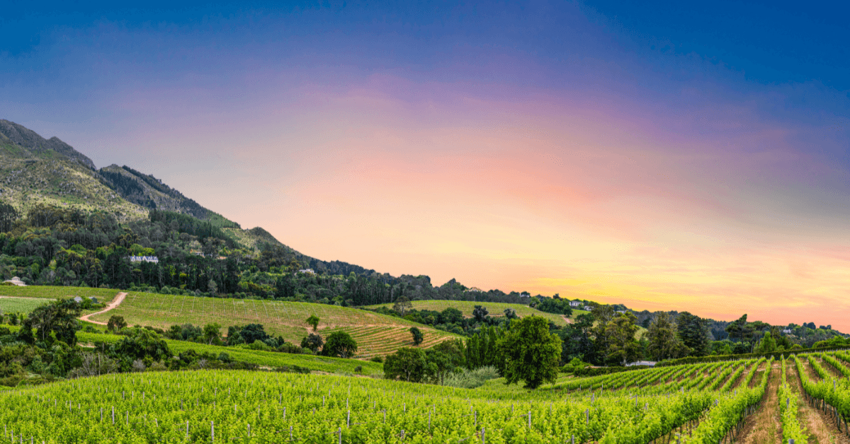 View of Constantia Wine valleys rolling vineyards at sunset 