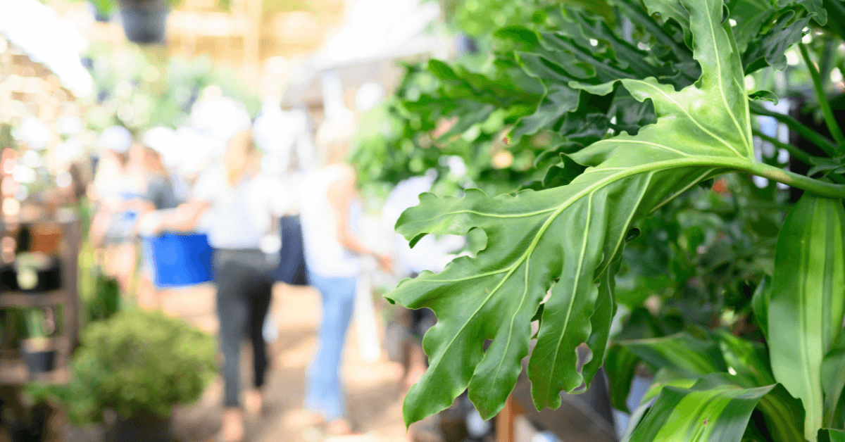 Close-up of fresh farm produce at Oranjezicht City Farm Market in Cape Town 