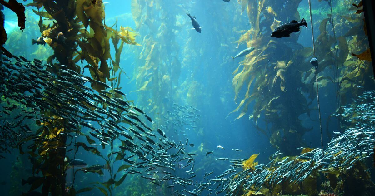 Fish in a kelp forester