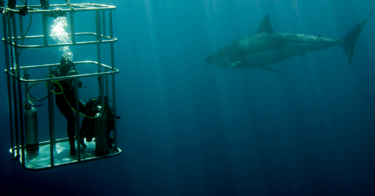 People shark Cage Diving with a Great White Shark in Cape Town 