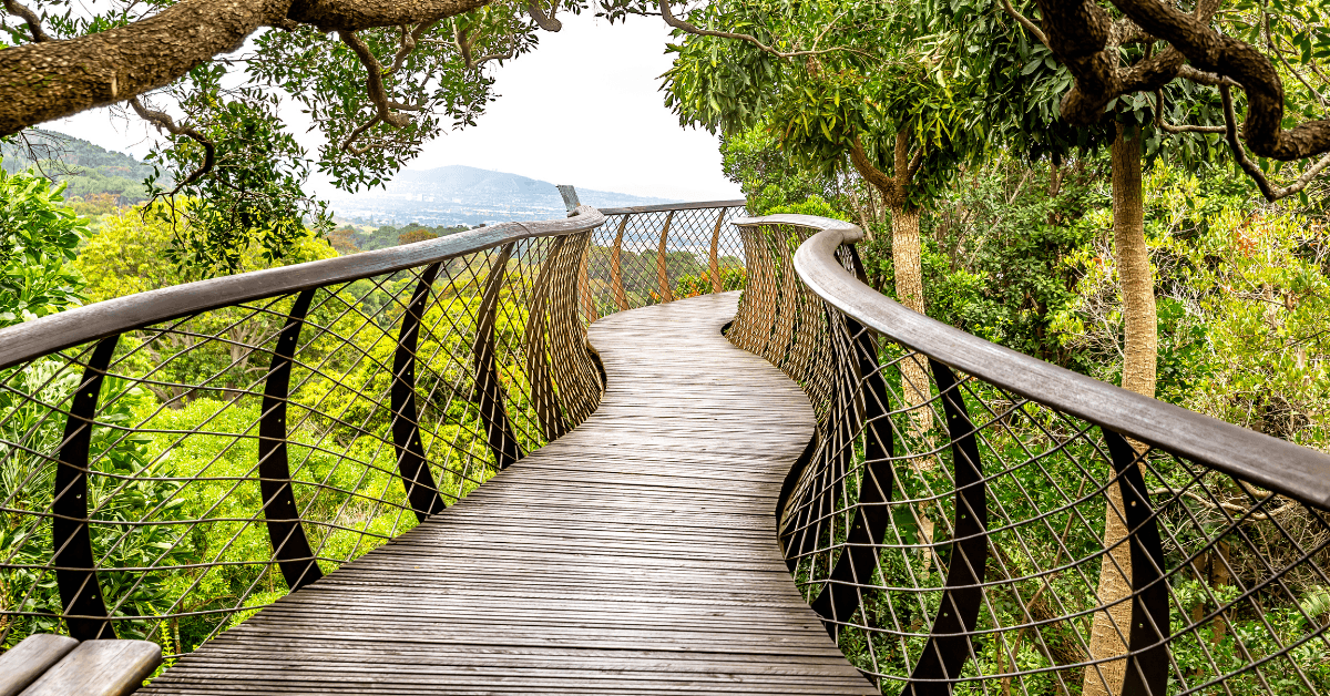Boardwalk going through the trees at Kirstenbosch Botanical gardens