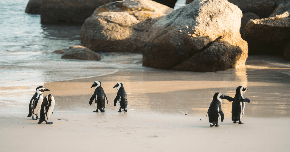 Penguins on Boulders Beach in Cape Town 