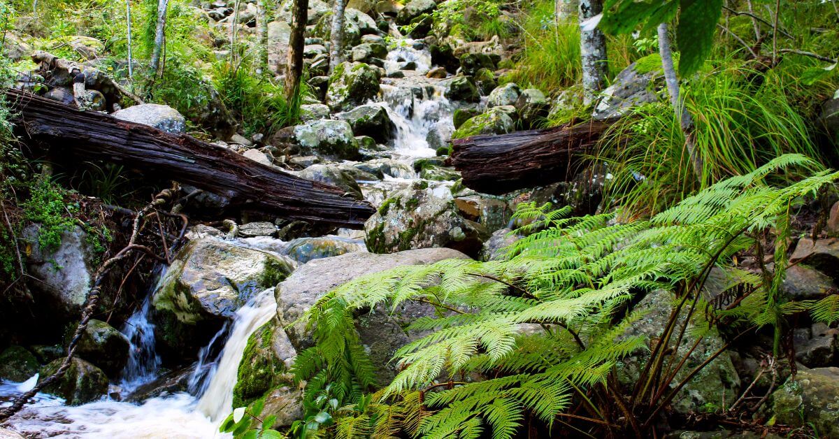 Newlands Forest Stream