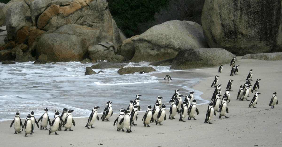 A group of penguins on Boulders Beach in Cape Town 