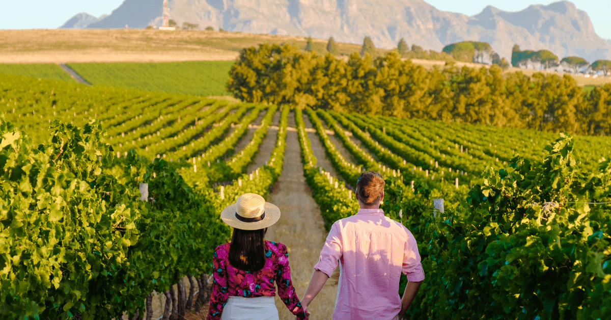 Couple walking through the vineyards in Franschoek on a Anniversary Date 