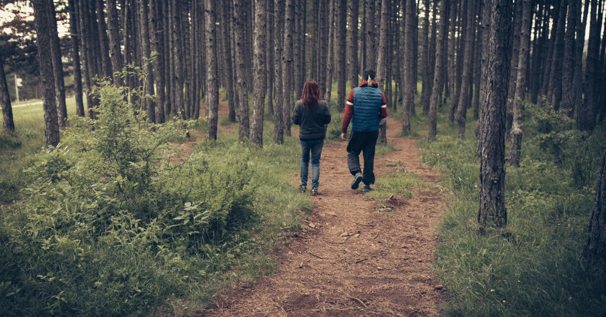 Hiking trail through the Newlands Forest 